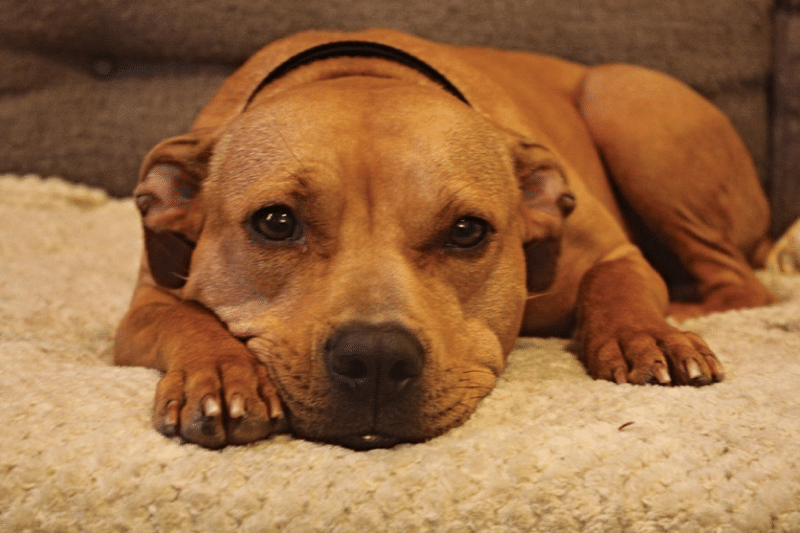 Adopting A Rescue Dog: Day 1 - Bringing Home Your Rescue Dog