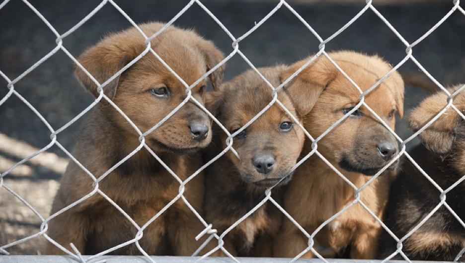 Choosing a rescue puppy
