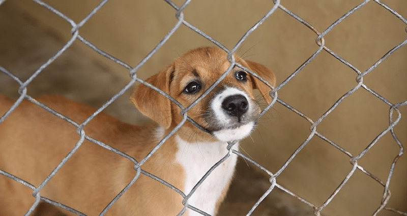 what-you-need-to-know-before-adopting-a-rescue-dog-most-important