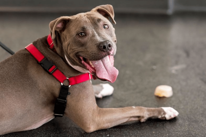 Shelter Dog
