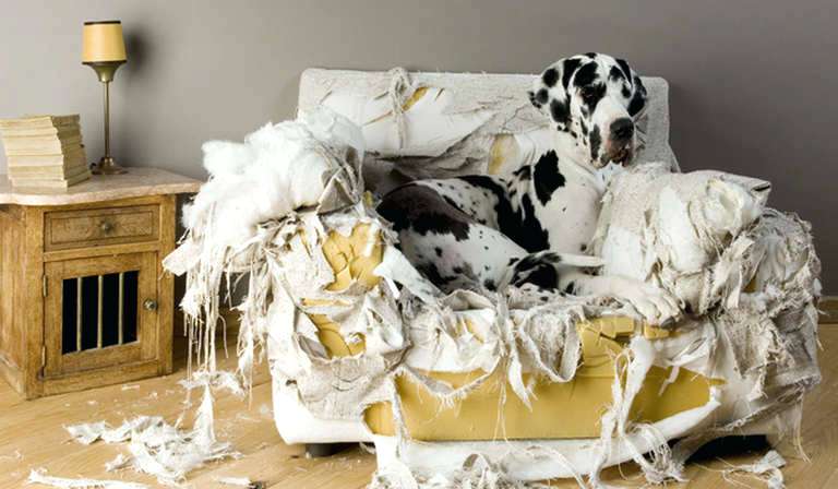 non chew dog bed