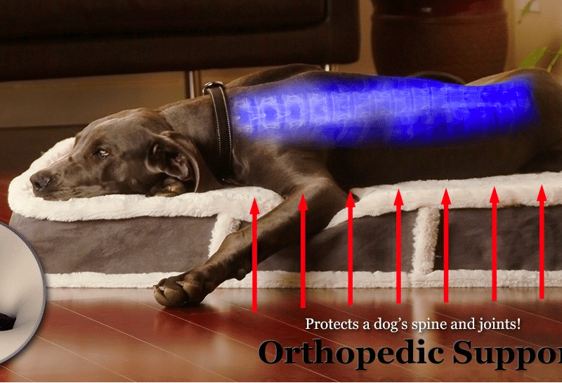 Top 10 Best Orthopedic Dog Beds Reviews Buying Guide In 2020