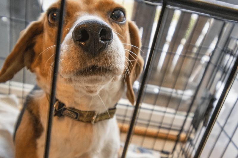 Crate Training a Rescue Dog