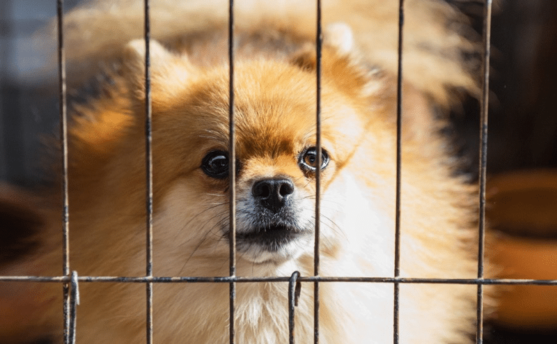 Crate Training an Adopted Dog