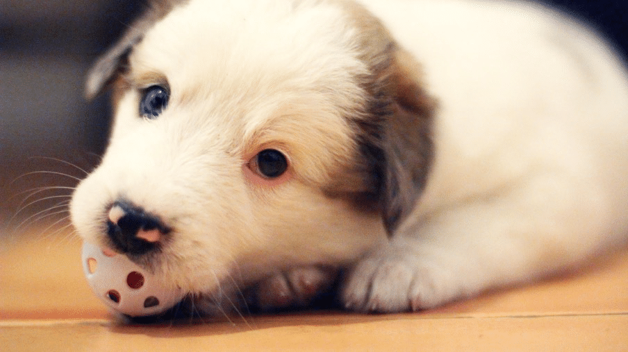 Crate Training an Adopted Puppy