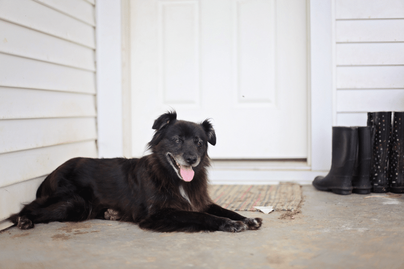 Dog brings a little more dirt into the house