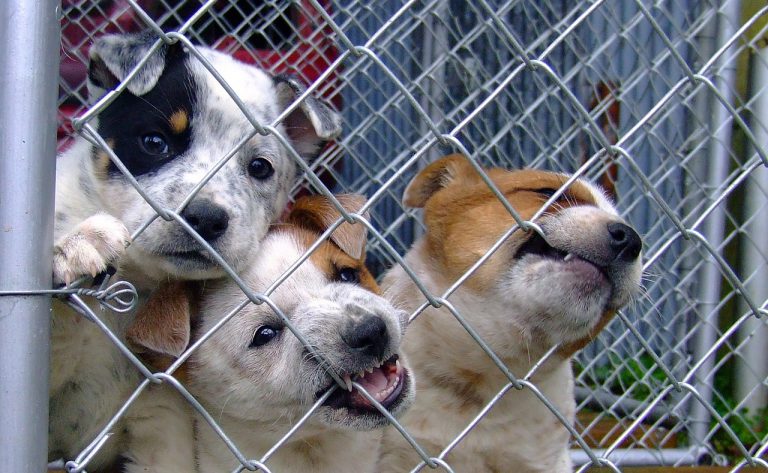 Questions to Ask a Shelter when adopting a rescue dog