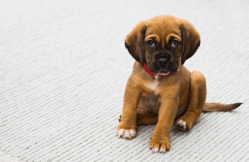 Which Dogs Need an Indestructible Dog Bed