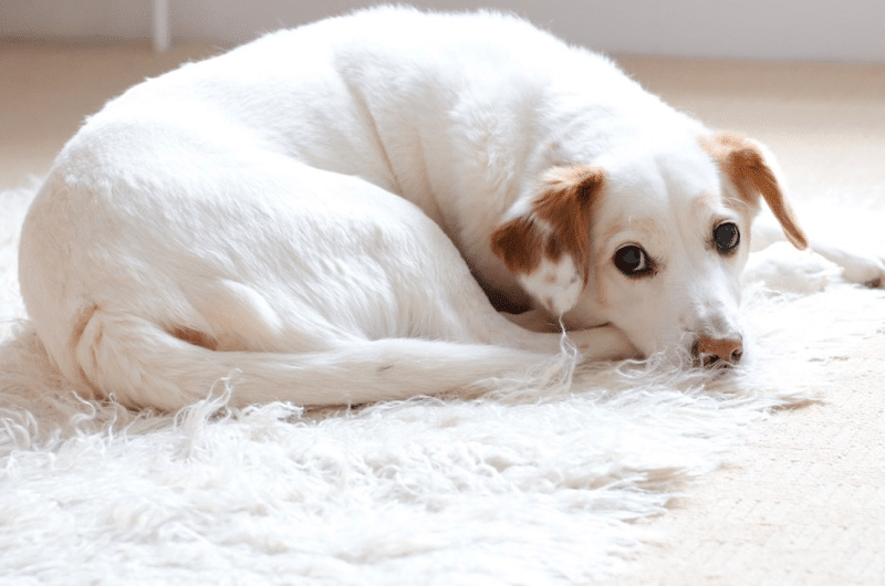 Why Do Dogs Chew Their Beds