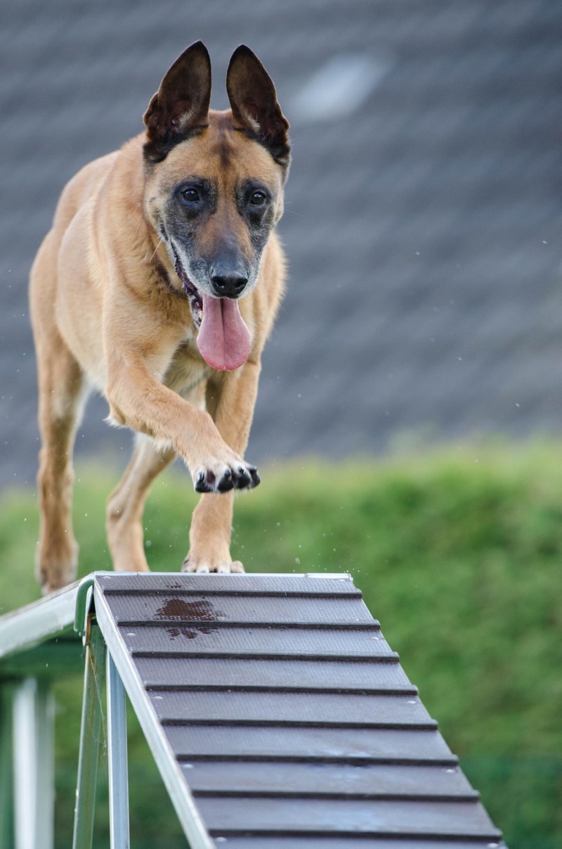 A Dog Competing in Agility