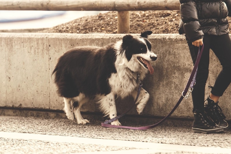 A Dog Enjoying a Relaxed Walk