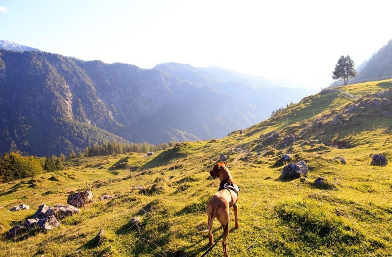 A dog enjoying a hike