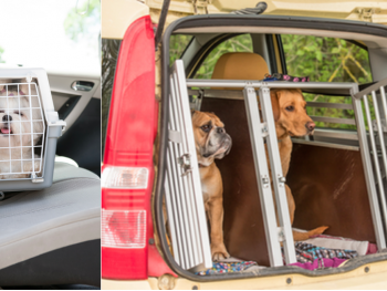 Best Dog Crates For Car Travel