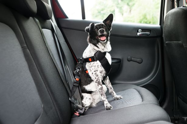 Dog Harness for Car