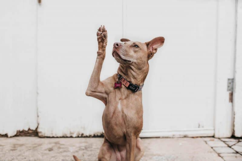 what does it mean when a dog sits with one paw up