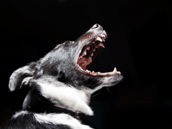 Dog with Fear Anxiety and Aggression