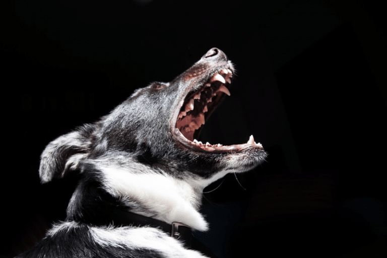 Dog with Fear Anxiety and Aggression