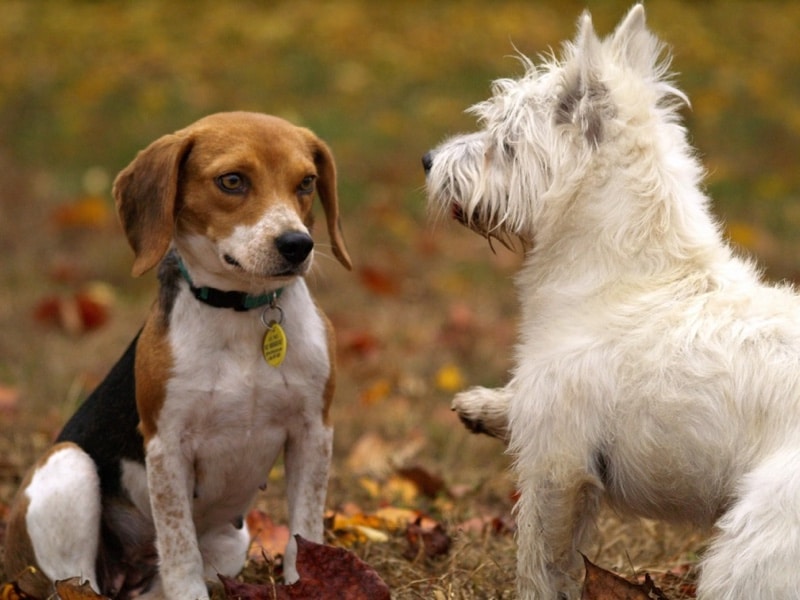 Dogs making friends