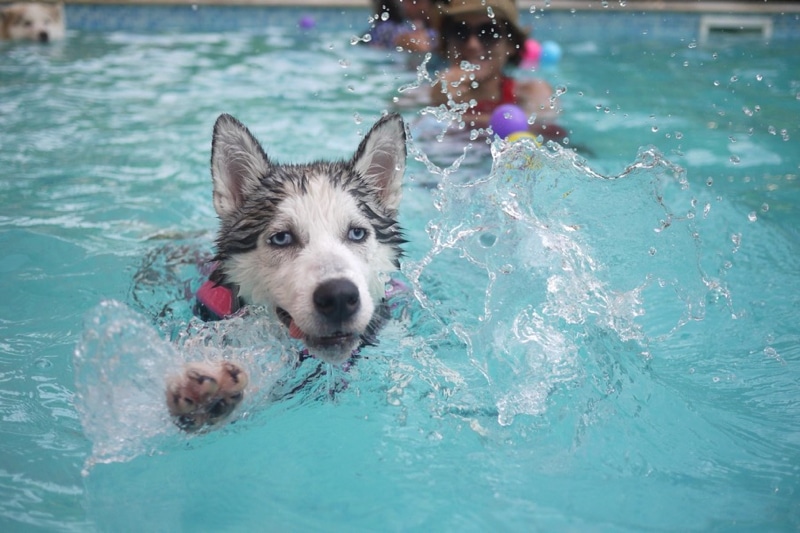 Rescue Dog Loves the Water