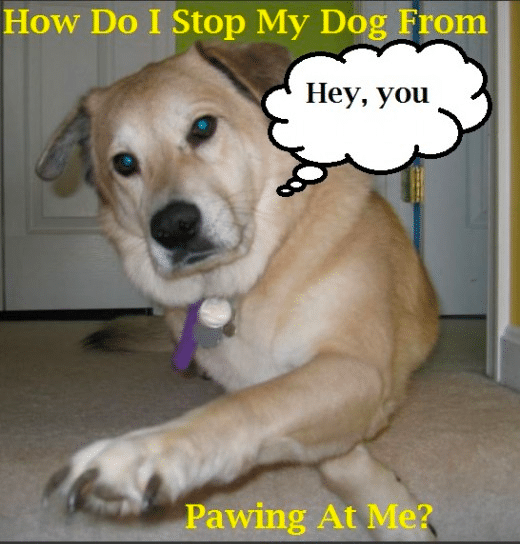 Stop a Dog Putting Paws on You