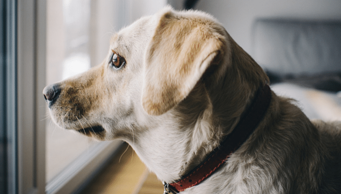 Is your dog anxious?