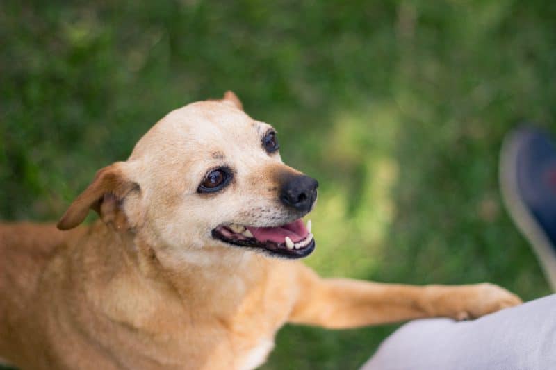 why do dogs put their paw on your hand