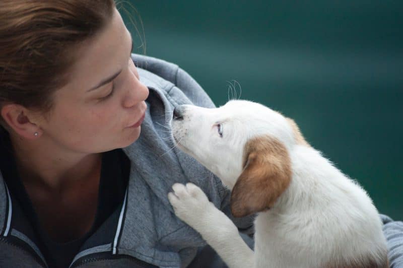 what does it mean when a dog paws at you