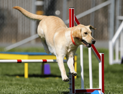 Dog Agility Competition
