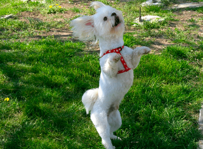 Dog Dancing