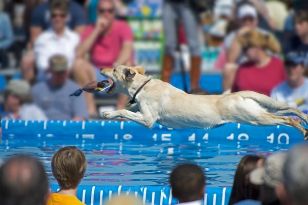 Dock Jumping