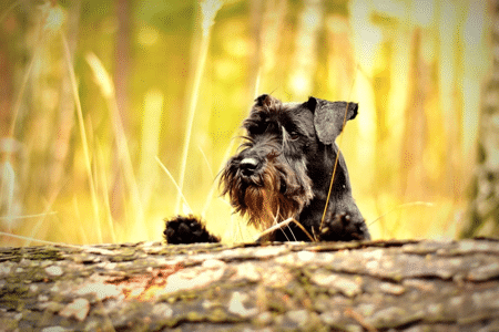 Dog Exercise: Earthdog Trials
