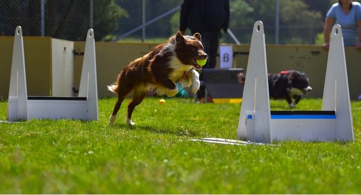 Dog Flyball