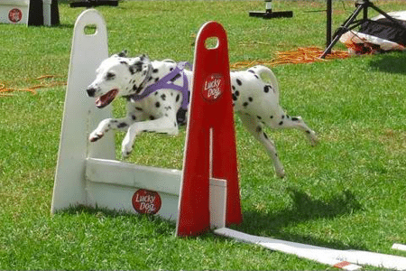 Dog Exercise: Flyball Competition