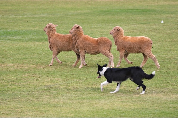 Dog Herding Trials