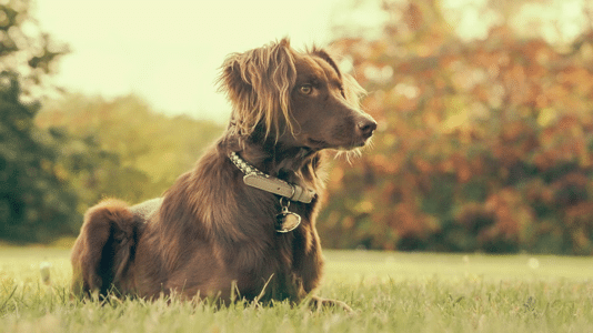Dog Exercise: Lure Coursing