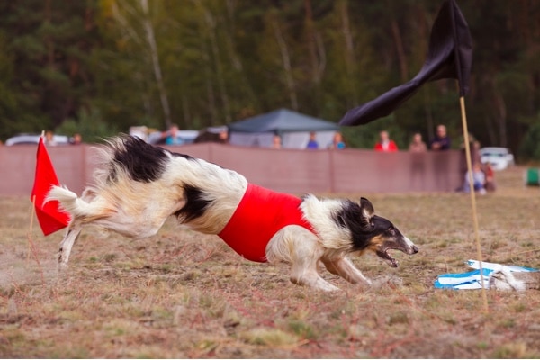 Dog Lure coursing