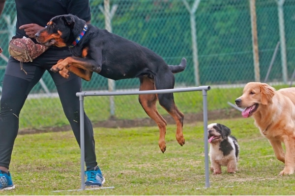  Dog Parkour