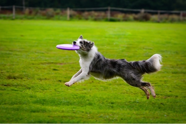 Dog Playing Frisbee