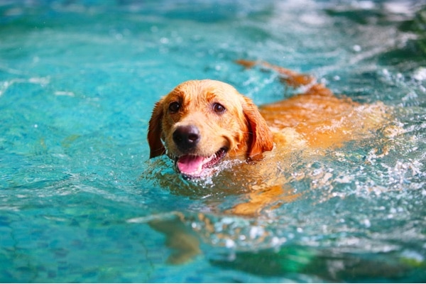 Dog Swimming