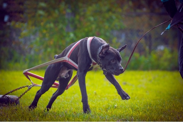 Dog Weight Pulling