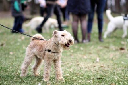 Dog Exercise: Dog park