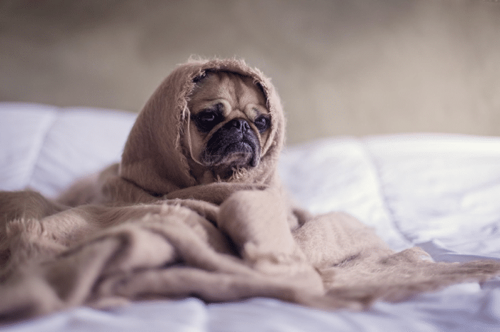 Dog Exercise: Blanket Monster