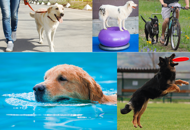 how much exercise do dogs really need