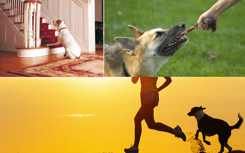 How Much Exercise Does an Adult Dog Need