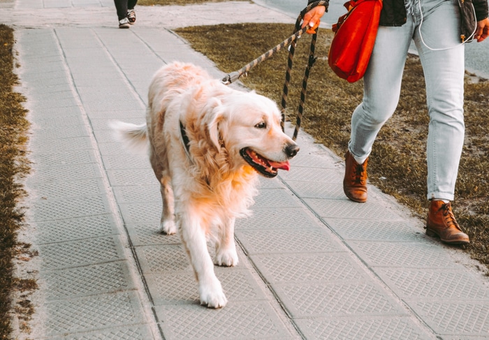 how long should i wait to feed my dog after a walk