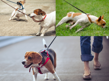 How Often Should You Walk Your dog