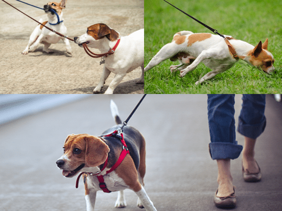 how many miles should you walk your dog a day