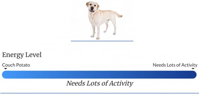 Labrador Retriever Exercise Level
