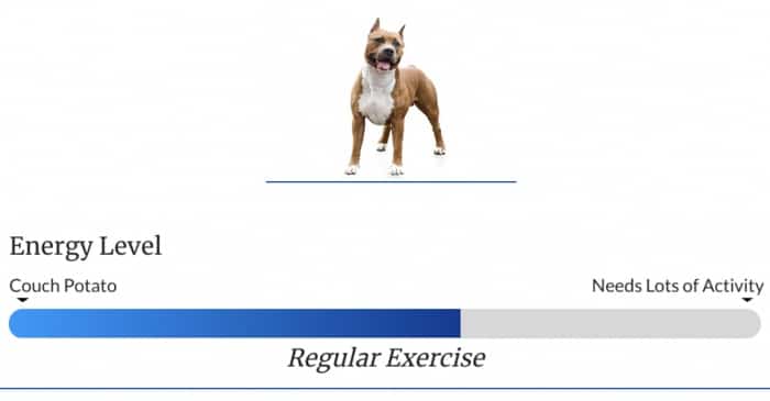 Staffordshire Terrier Exercise Level