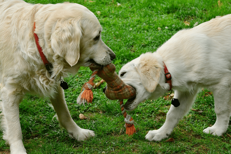good quality dog toys